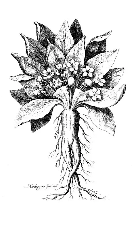 Mandrake Plant New World Encyclopedia