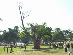 Ficus sycomorus.jpg