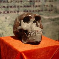 Peking Man Skull (replica) presented at Paleozoological Museum of China