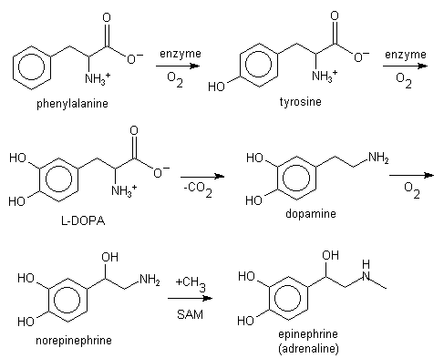 Phenylalanine New World Encyclopedia