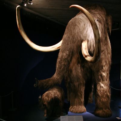 Woolly mammoth - New World Encyclopedia