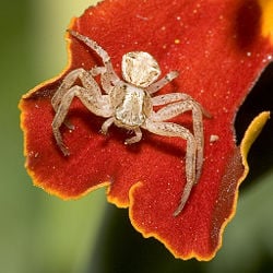 These spiders lure in their prey in some very crafty ways