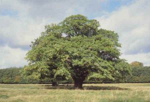 Tree - New World Encyclopedia