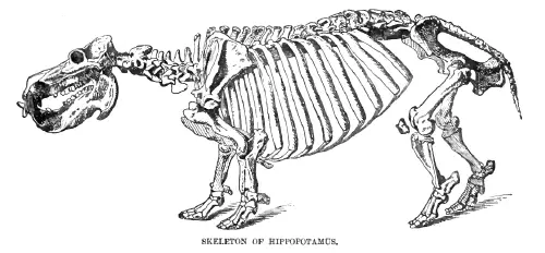 Hippopotamus - New World Encyclopedia