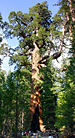 The Giant Sequoia (Sequoiadendron giganteum)