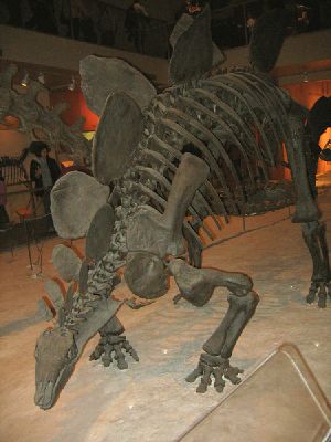 Stegosaur - New World Encyclopedia