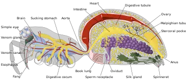 Nervous system - New World Encyclopedia