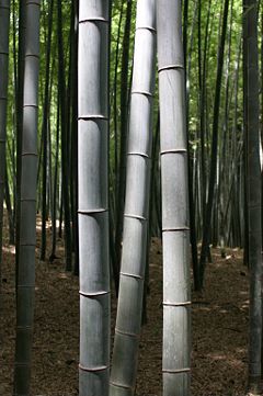 Bamboo, Characteristics, Distribution & Uses