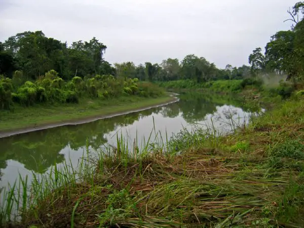 Kaziranga National Park - New World Encyclopedia