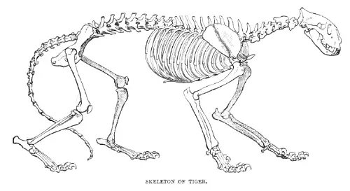 Tiger - New World Encyclopedia