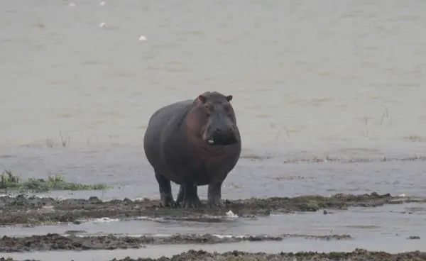 Hippopotamus - New World Encyclopedia