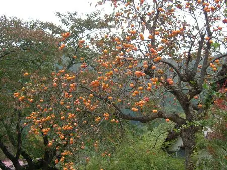 Persimmon - New World Encyclopedia