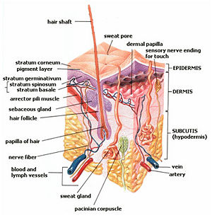 Integumentary System New World Encyclopedia