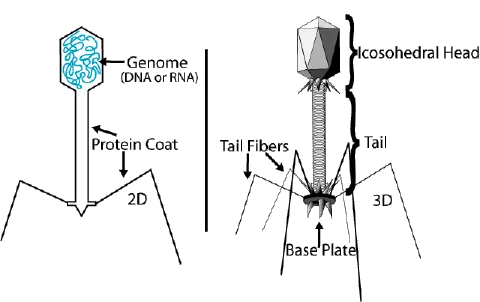 Bacteriophage - New World Encyclopedia