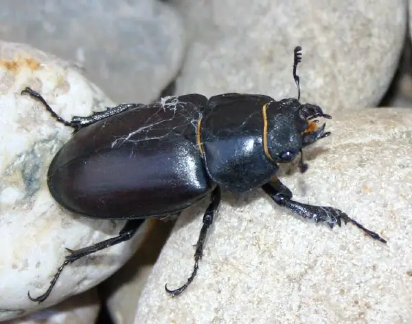 Beetle - New World Encyclopedia