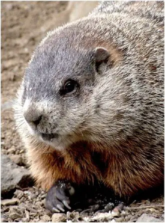 Groundhog - New World Encyclopedia