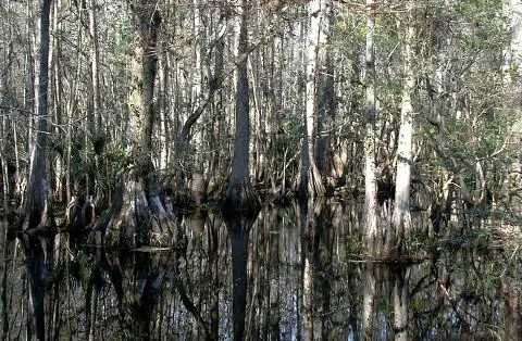 Swamp - New World Encyclopedia