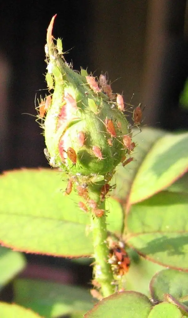 Aphid - New World Encyclopedia