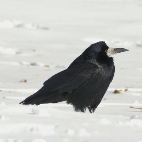 Rook (bird) - New World Encyclopedia