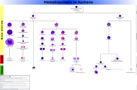 Lymphocyte - New World Encyclopedia