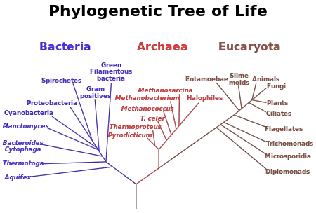 Microorganism - New World Encyclopedia