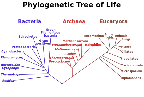 Microorganism - New World Encyclopedia