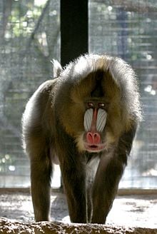 De Brazza's monkey is born at the Milwaukee County Zoo
