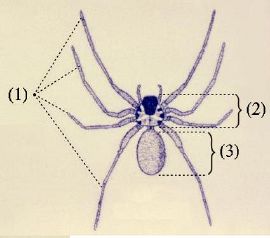 Spider - New World Encyclopedia