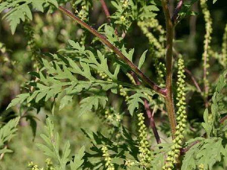 Ragweed - New World Encyclopedia