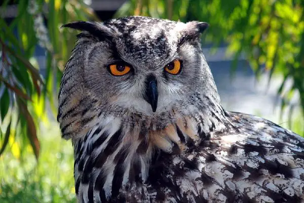 Owl - New World Encyclopedia