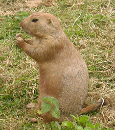 Prairie Dog New World Encyclopedia