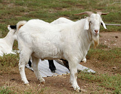 Goat - New World Encyclopedia