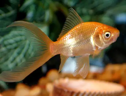 Goldfish - New World Encyclopedia