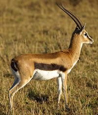 Gazelle New World Encyclopedia