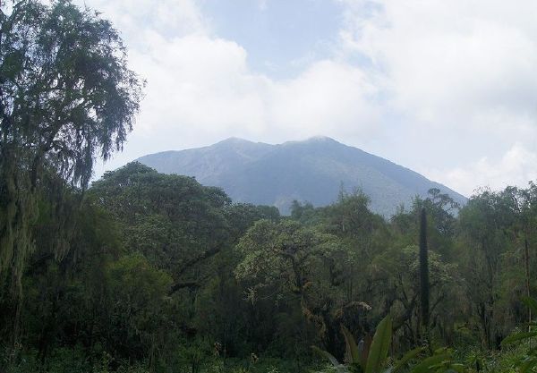 Dian Fossey - New World Encyclopedia