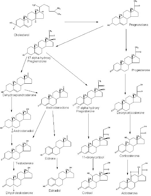 Progesterone New World Encyclopedia 4058