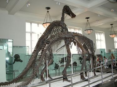 American Museum of Natural History - New World Encyclopedia