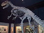 An allosaurus skeleton