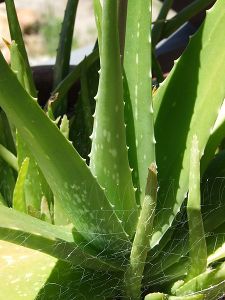 Aloe - New World Encyclopedia