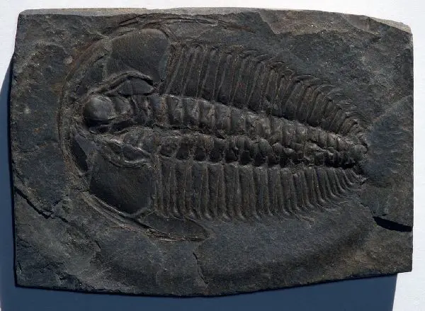 Cambrian - New World Encyclopedia