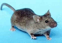 House mouse, Mus musculus