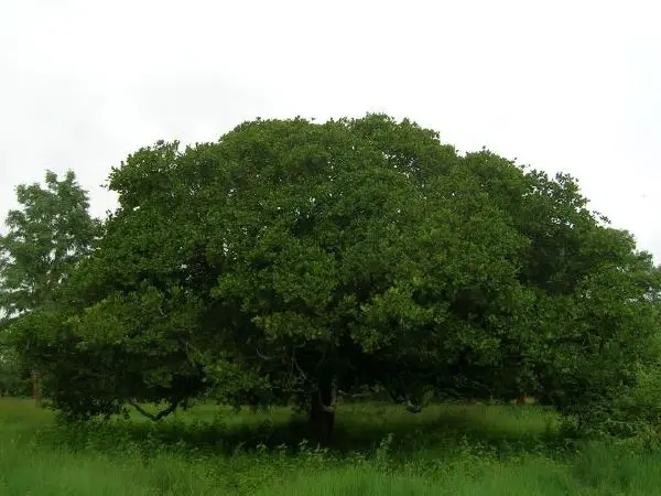 Cashew - New World Encyclopedia