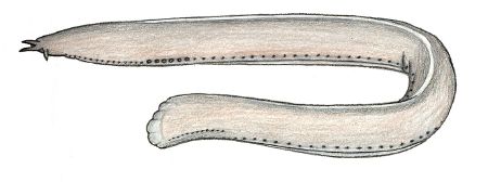 Hagfish - New World Encyclopedia