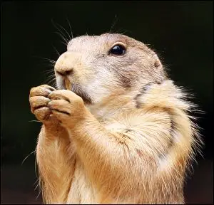 Prairie Dog New World Encyclopedia