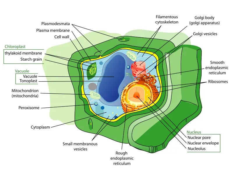 Auxin - New World Encyclopedia