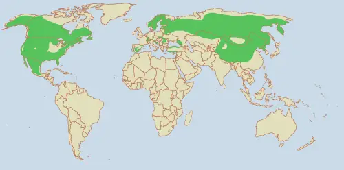 Lynx - New World Encyclopedia