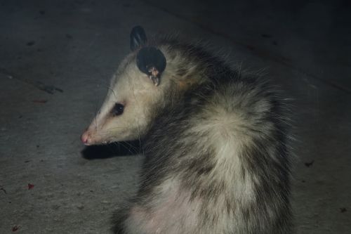 Opossum - New World Encyclopedia