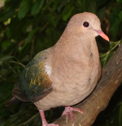 Columbidae - New World Encyclopedia