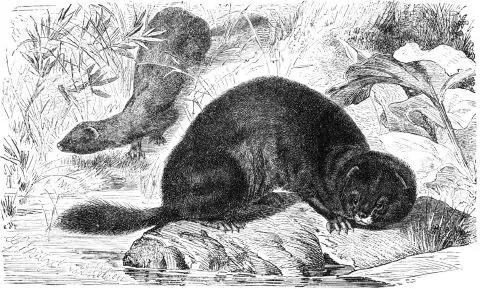 Mink - New World Encyclopedia