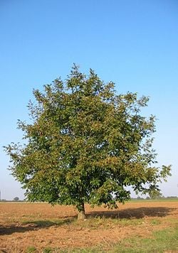 The walnut tree, a great source of food and exceptional wood